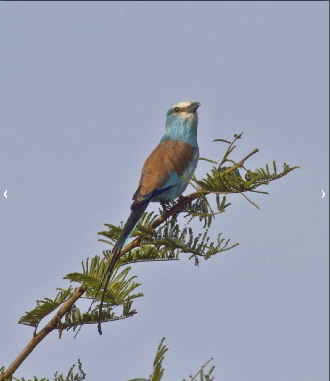 image Abyssinian Roller